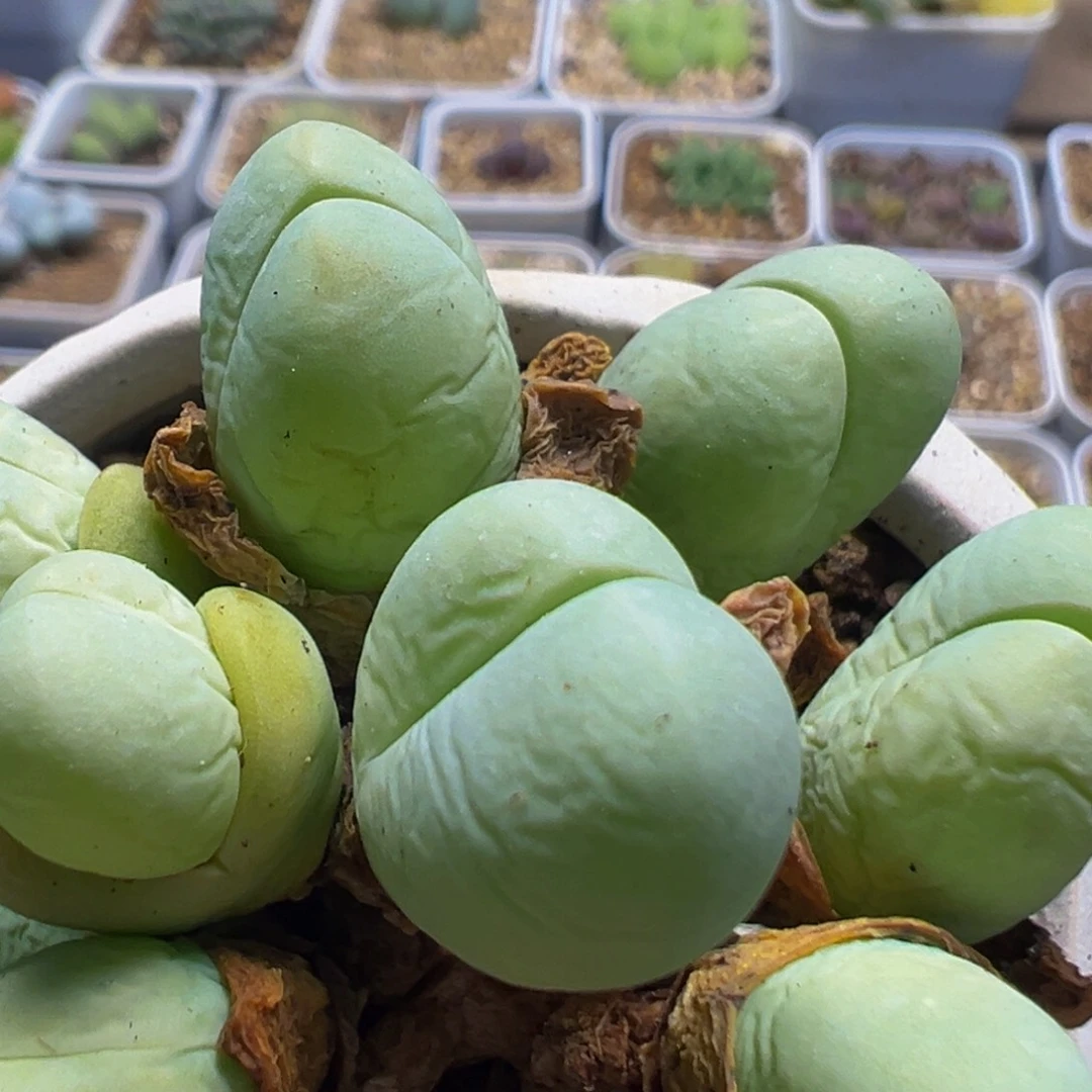 缘***逢36多肉植物百科植物