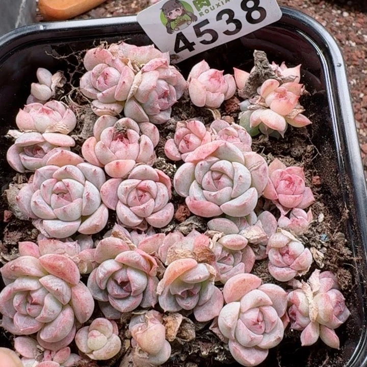 多肉植物多肉植物