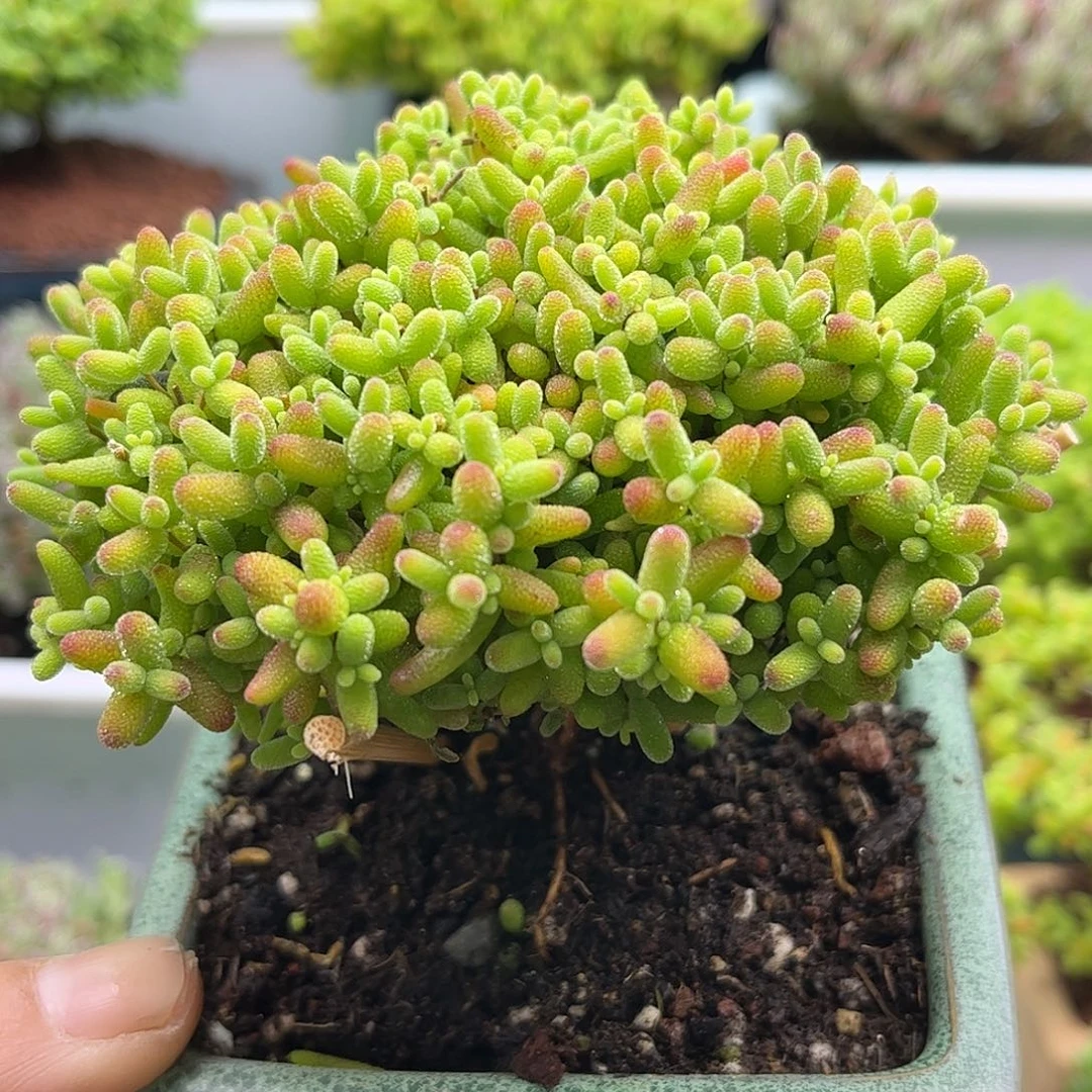 22蜜桔带盆优选枝干番杏