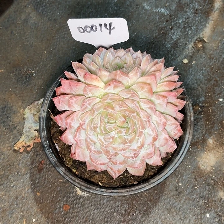 谢*菊乔尹多肉植物00014