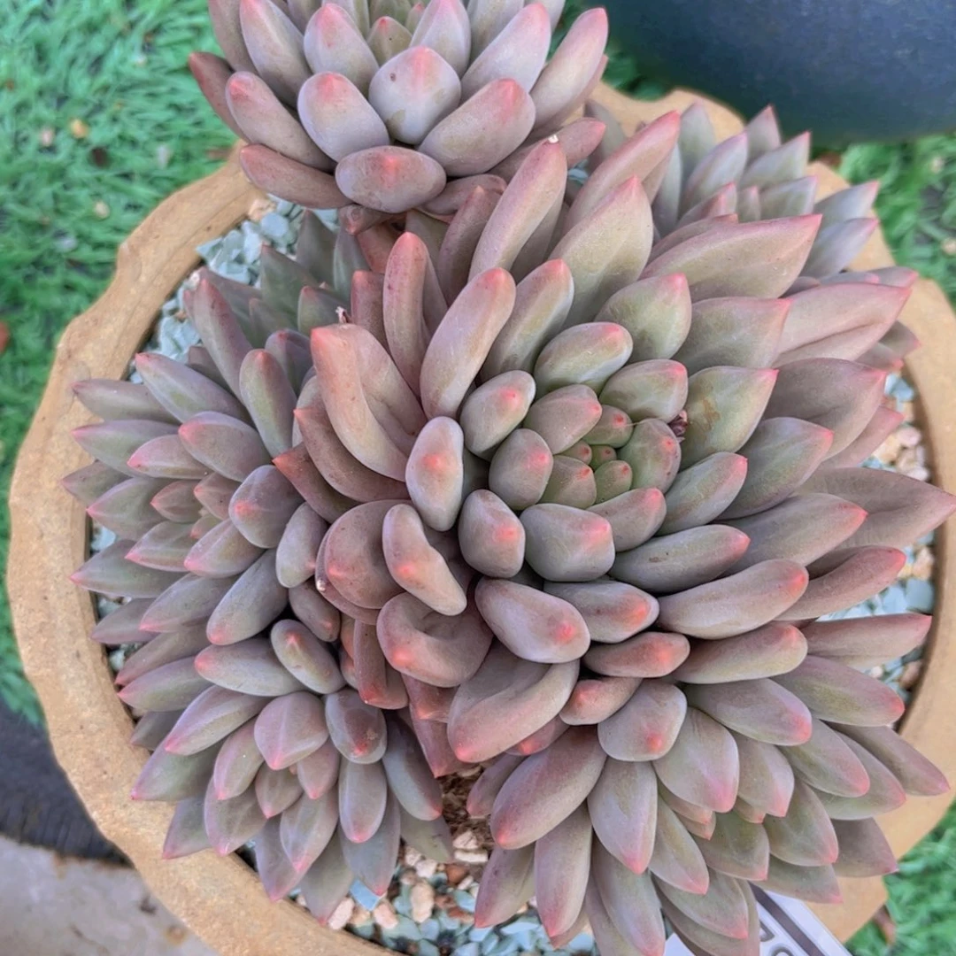 水晶球3082多肉植物