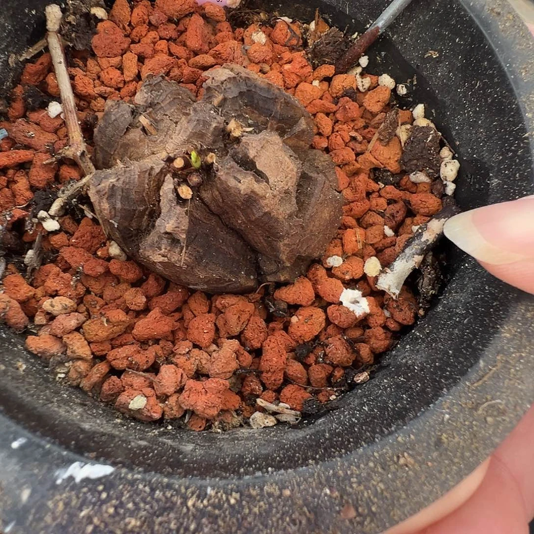 多肉植物专拍植物不退换 一物一拍 南非龟甲龙698