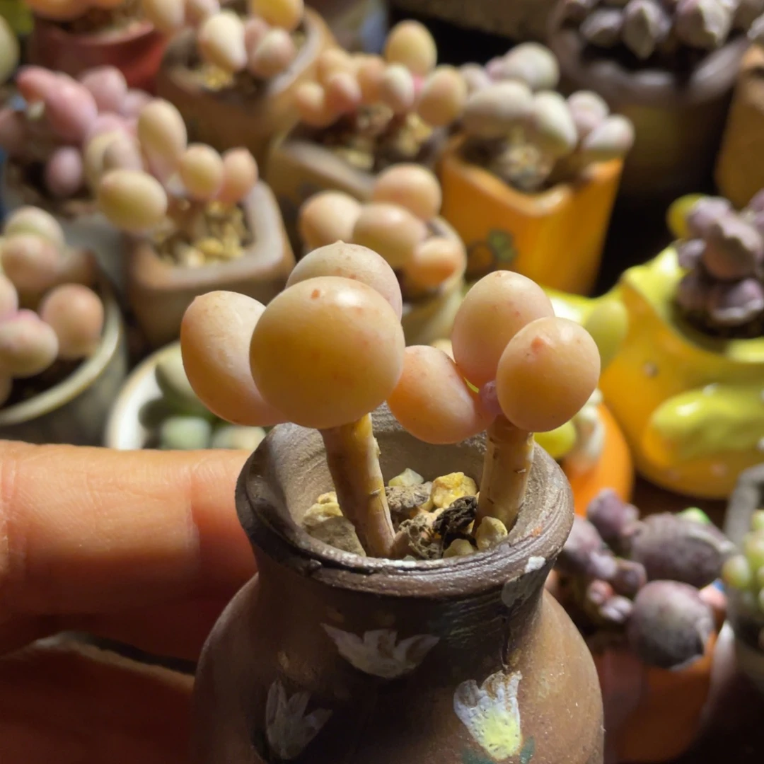 韩国精品蛋黄奶一体