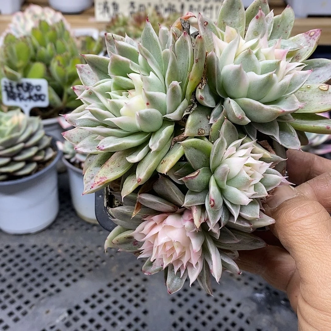 18141 海胆麦秆锦 4 头 需延时发货