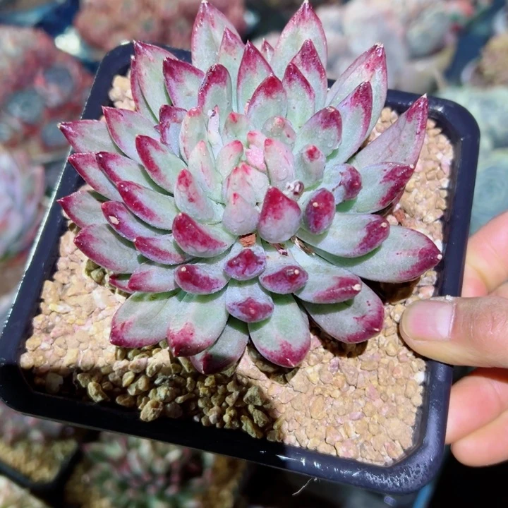 精品多肉植物老桩