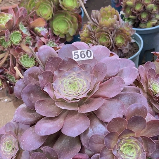 爱***儿多肉植物一个法师