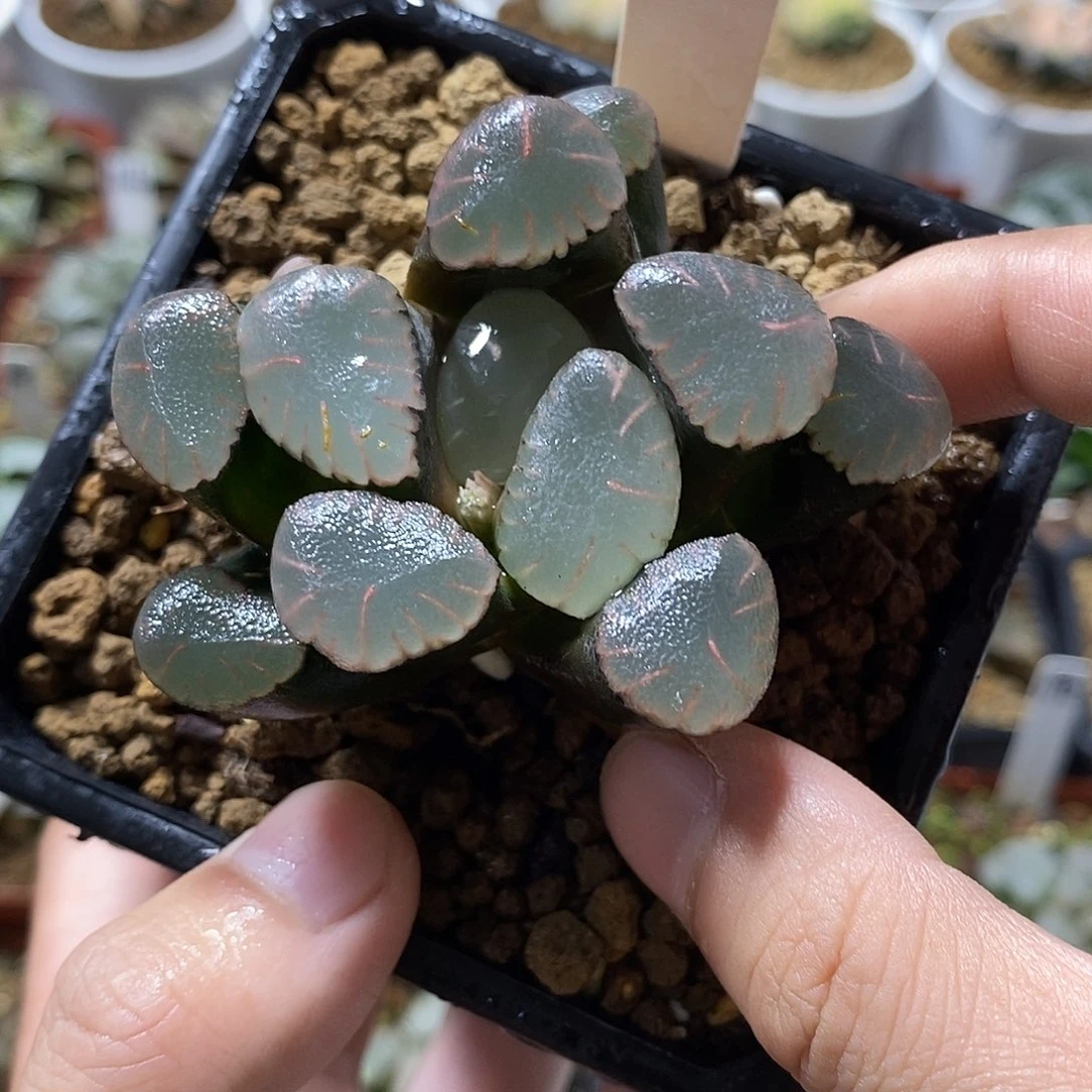 171红月亮哈哈哈哈