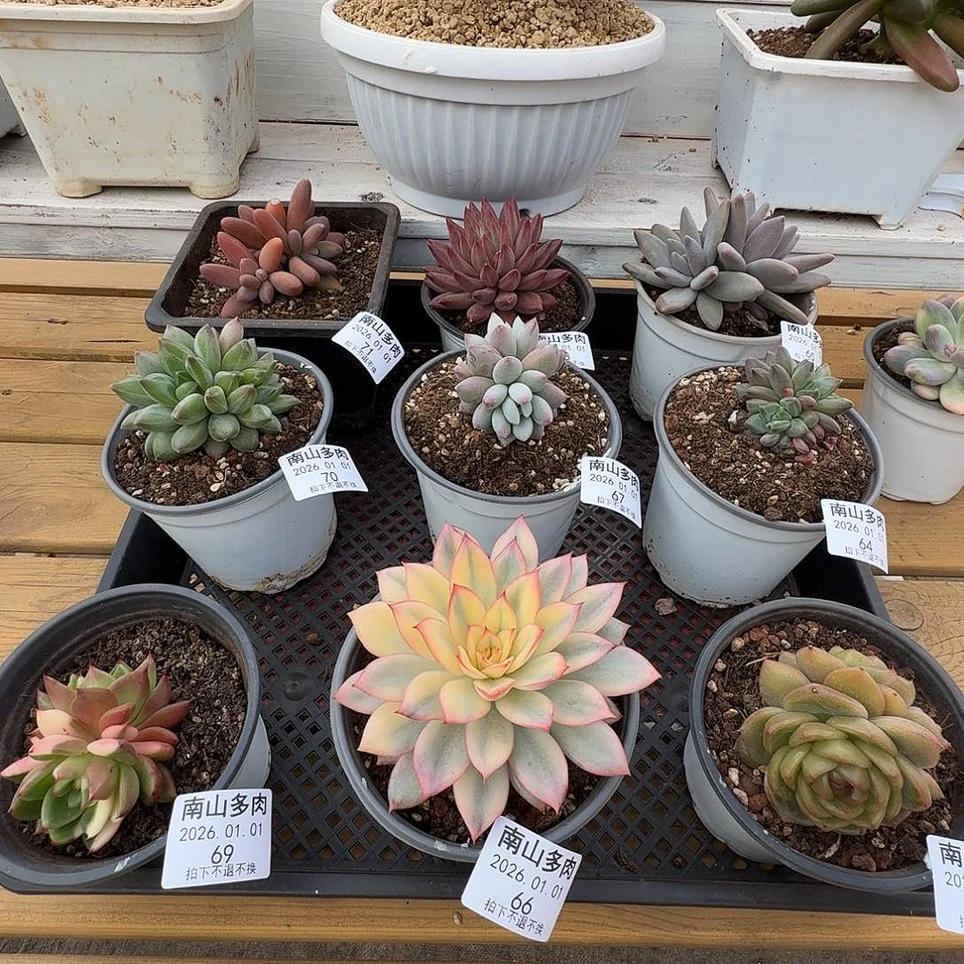 l***1紫蝴蝶10颗利比里亚10颗草莓蛋糕10颗草莓冰10颗