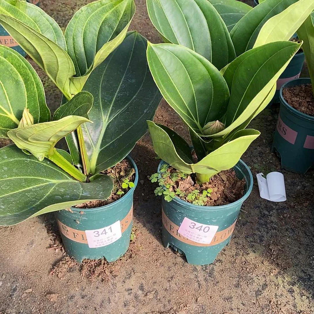 木本植物神*木本花卉340.341