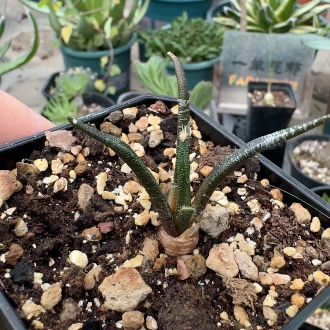 458龙舌兰岩牡丹实生带盆发货