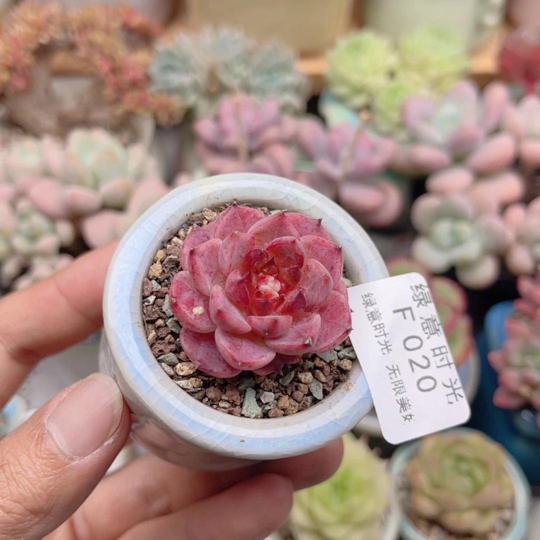 020 粉鹅 带陶瓷盆发货 满28包邮