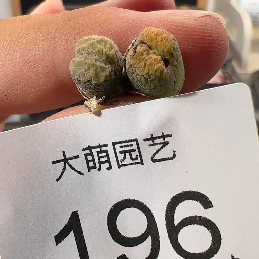 一物一拍。      196