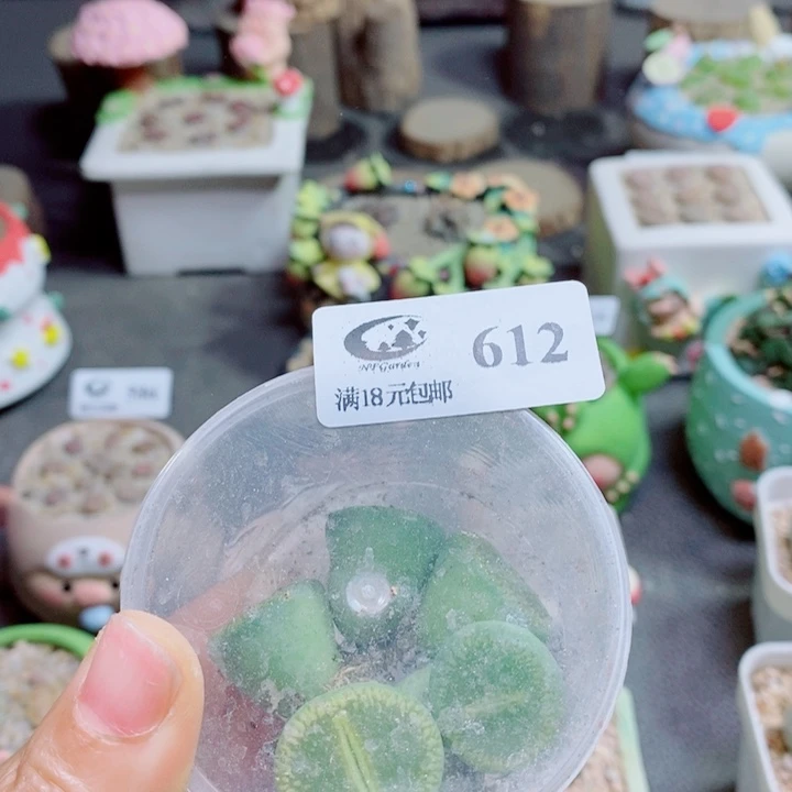 y***ㅤ生石花花花花花花612