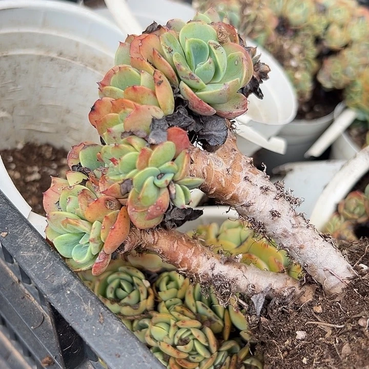 无花朵艾斯梅拉达缀。