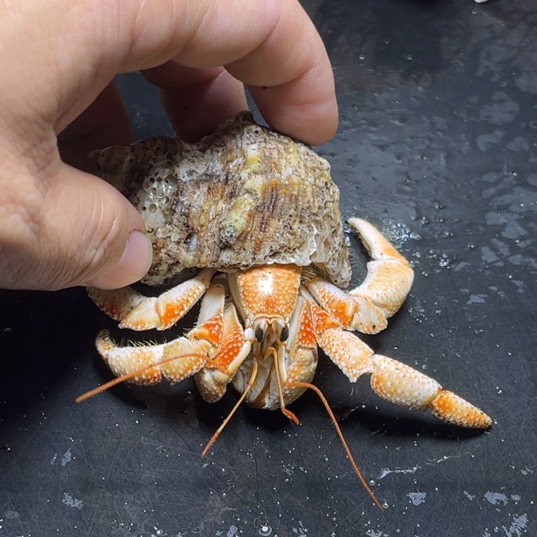 闪11号毛球2.8口径