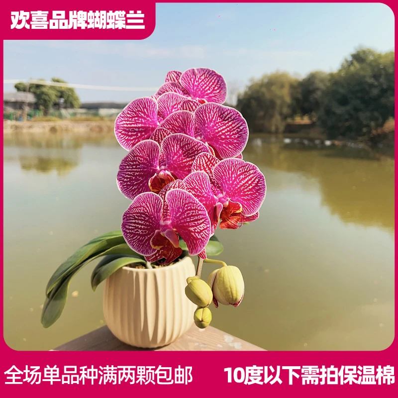 【法国斑】精品蝴蝶兰室内绿植 带花带花苞发货