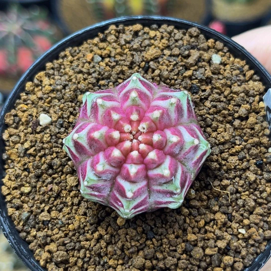 紫色星云轮回 米哈仙人球