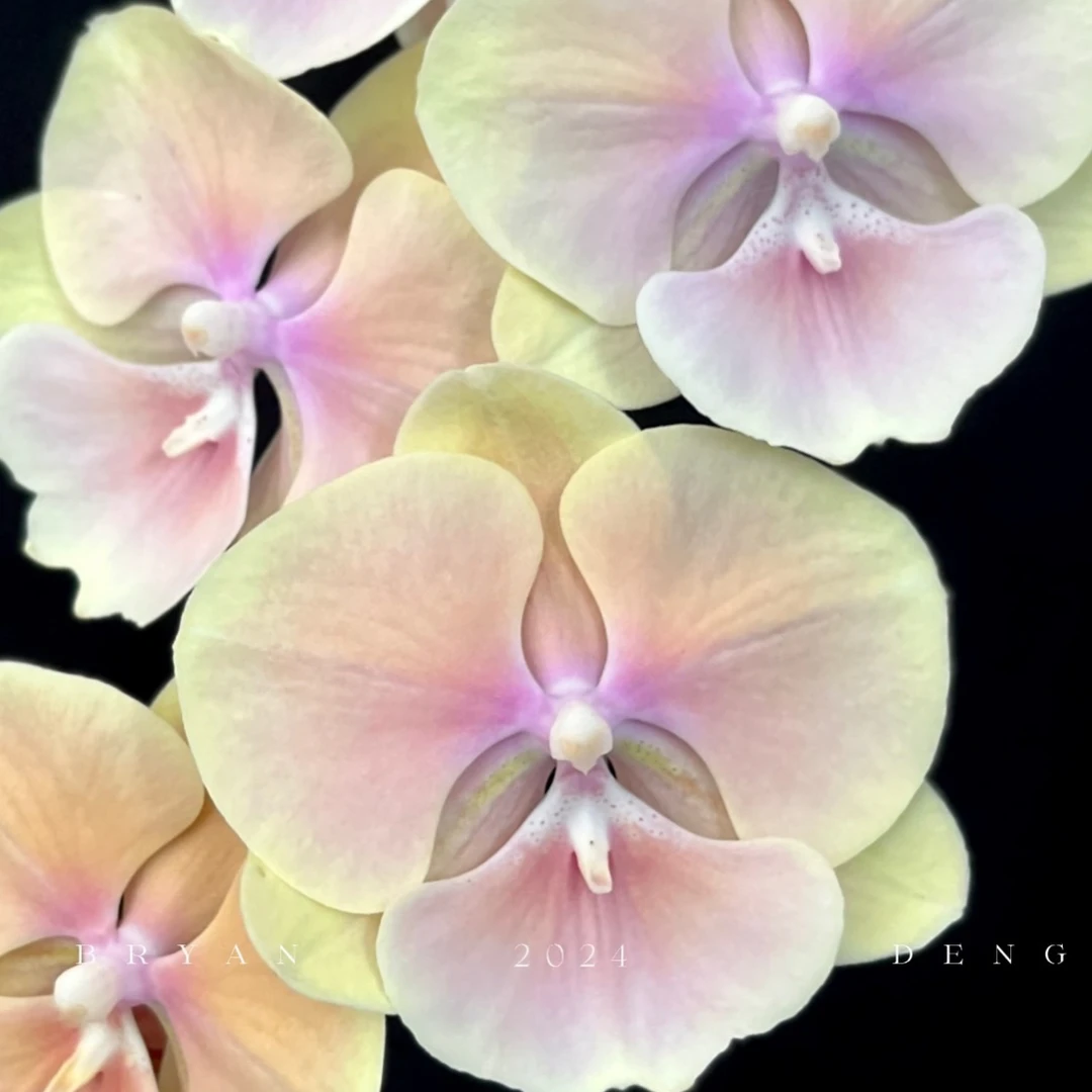 稀缺花苗【黄袍】2.8寸杯不带花剑 根系一般可挑苗请凑单