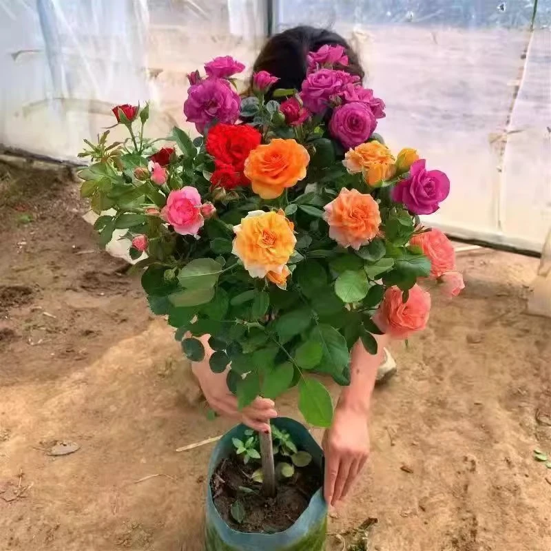 多色月季花滕彩虹嫁接棒棒糖好养活