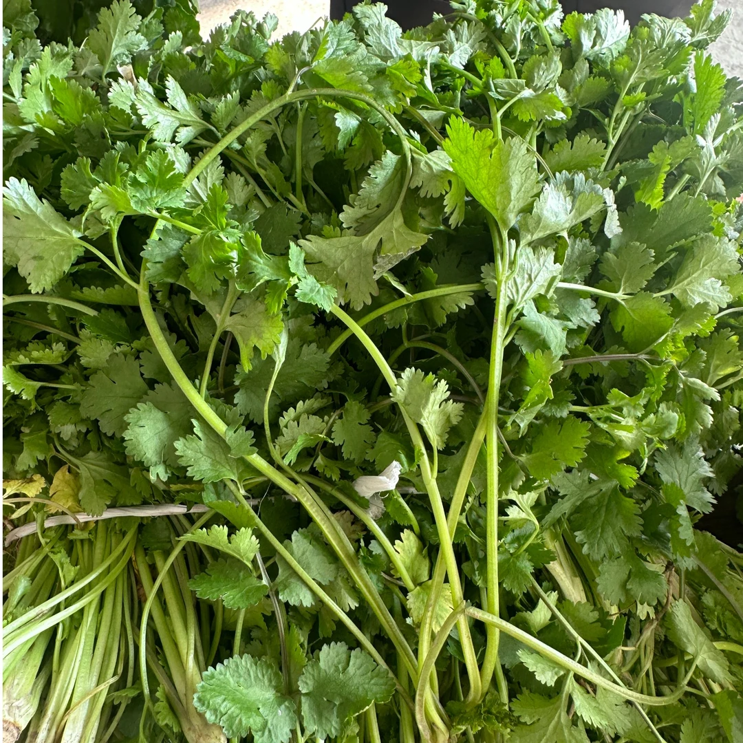 农家自种现摘小香菜