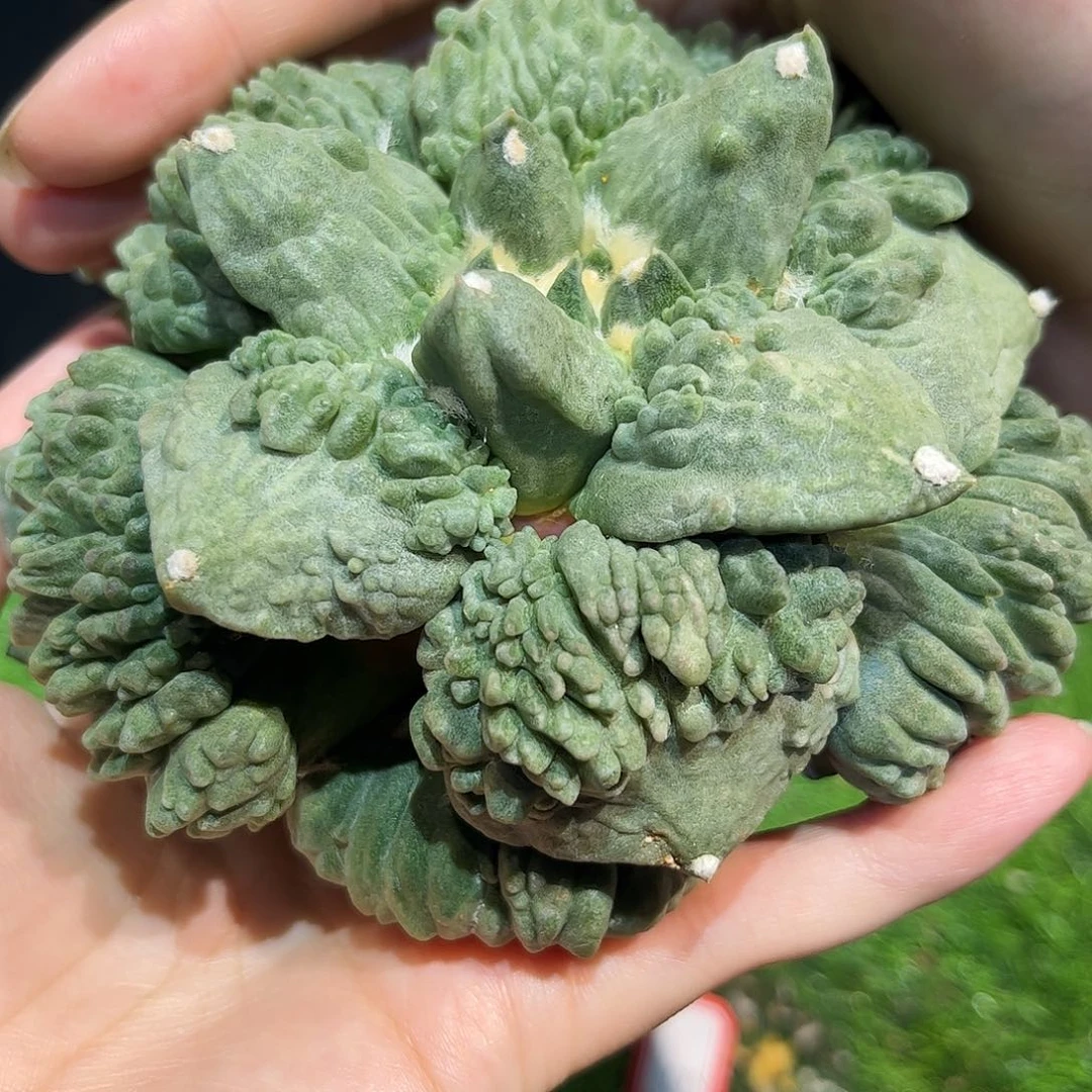 4号12cm自根超大尤大颗粒村主怒涛