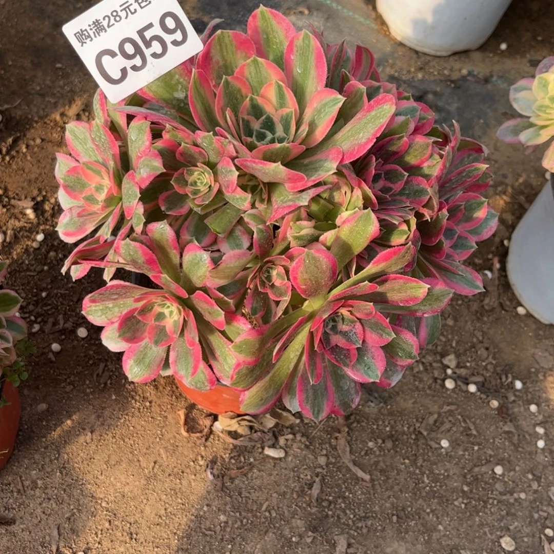 959多肉植物粉女郎