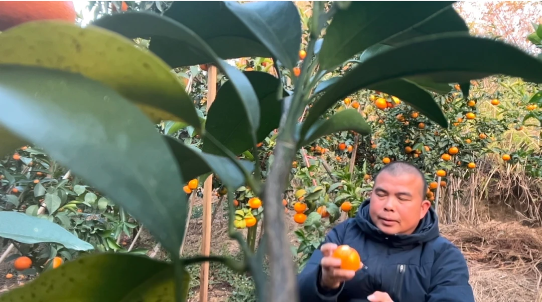 广西桂林高山沃柑