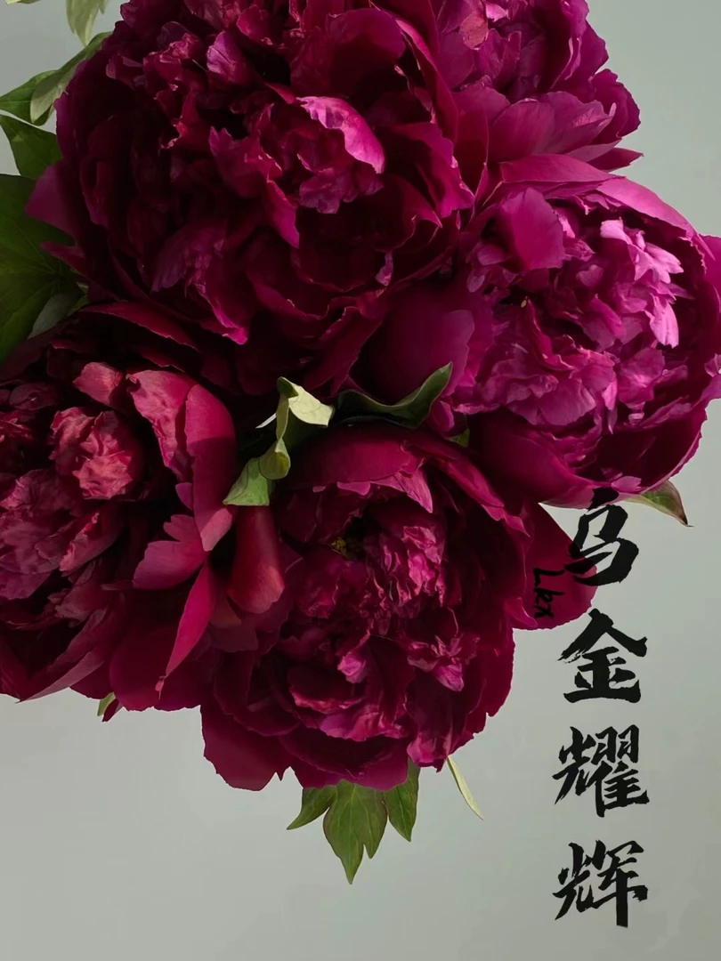 【乌金耀辉】花大型好，居家养花好选择！