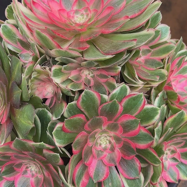 多肉植物福利来369元