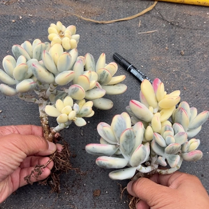 无花朵新手套餐福娘锦两个微瑕疵