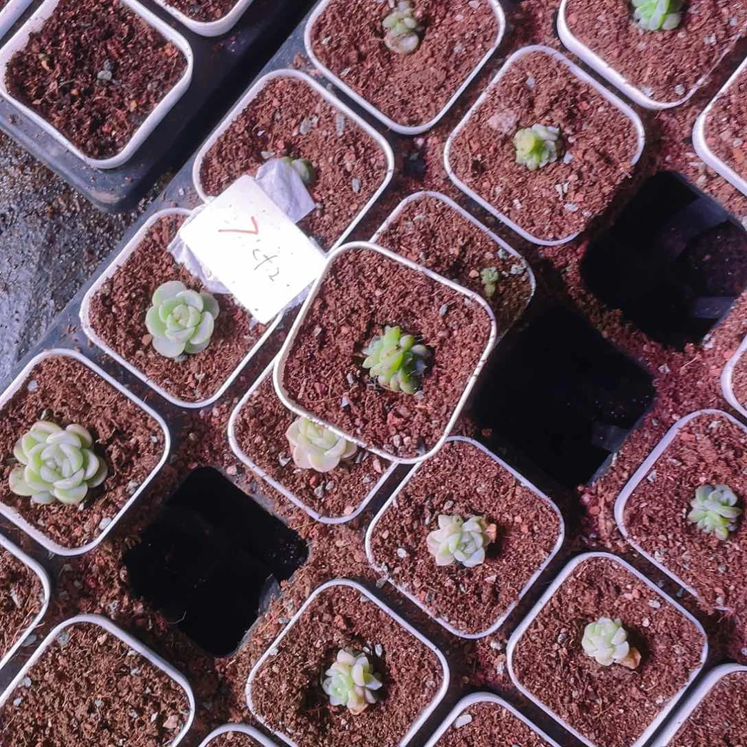 A****5奶糖中苗盆一个满25包邮