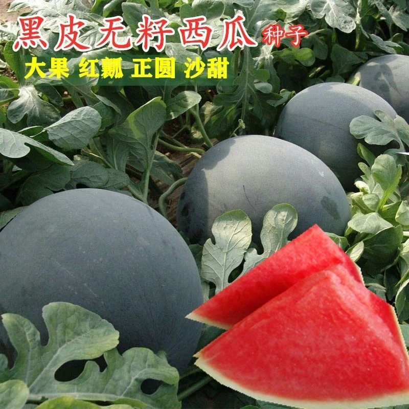 【黑皮无籽西瓜种子】无籽西瓜超甜皮薄肉多早熟高产盆栽地栽wt商品图