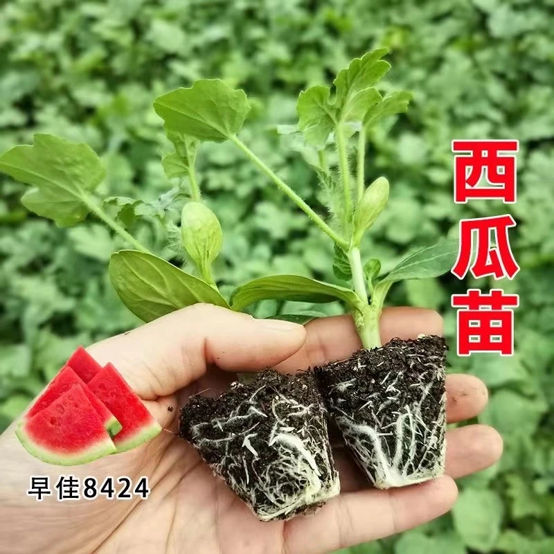 西瓜苗带土8424麒麟瓜秧苗易活夏季早熟南北方盆栽地栽种植水果苗
