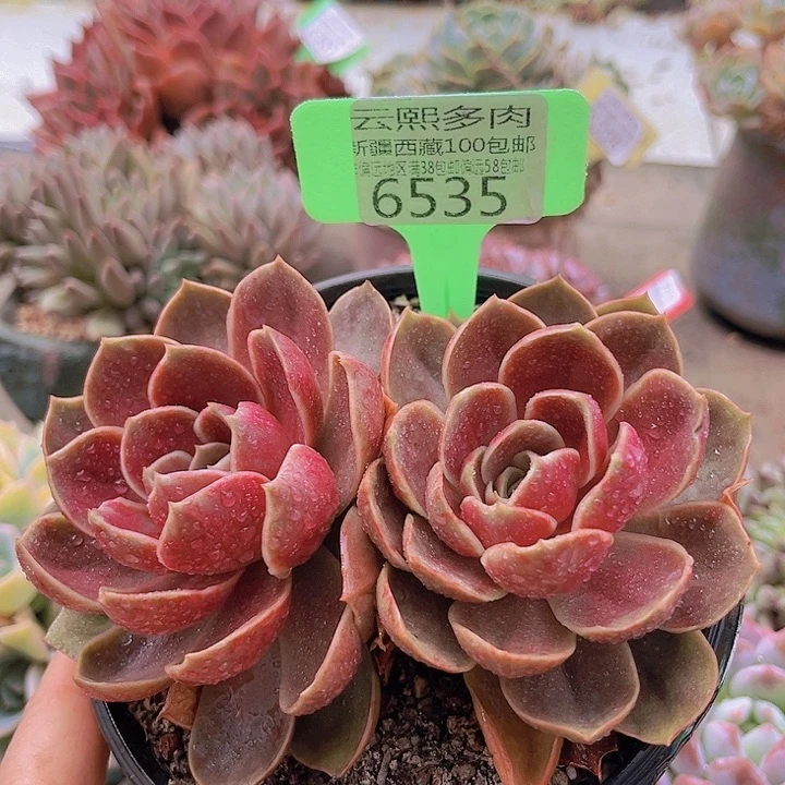 6535哥特玫瑰。