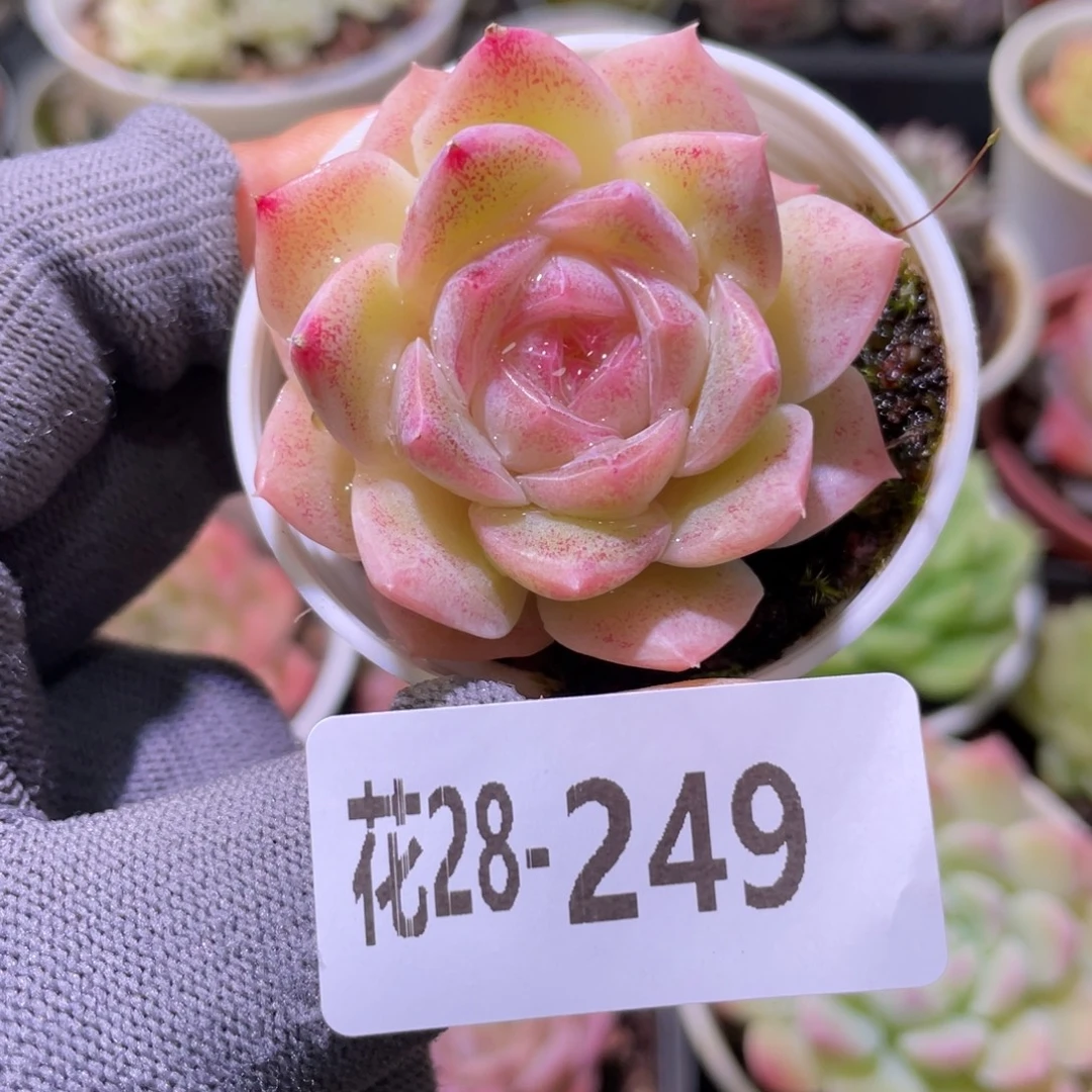 花利美28-249新品