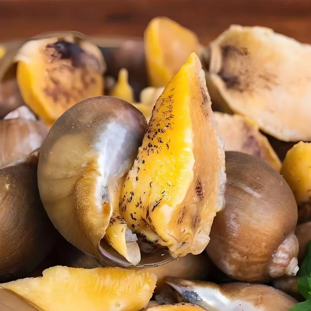 熟冻大鲍螺2斤  海洋岛硬黄鲍螺 老婆脚渤海湾  特产深海鲍鱼螺