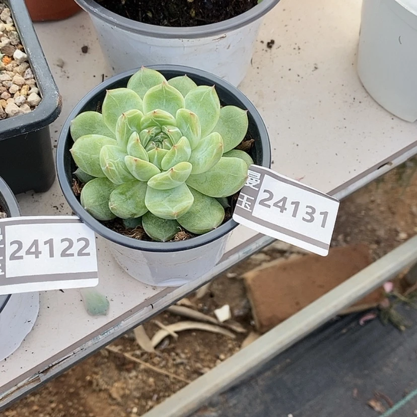 【闪购商品】雪花珍妮24131