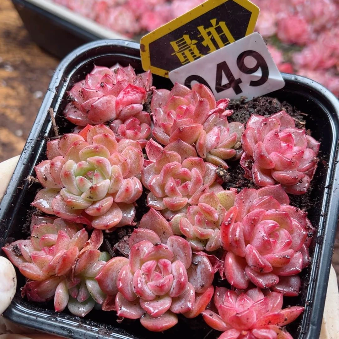 多肉植物多肉植物