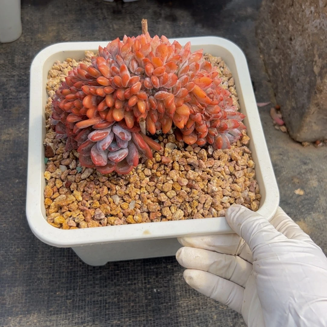 奥***奥橙子缀化多肉植物