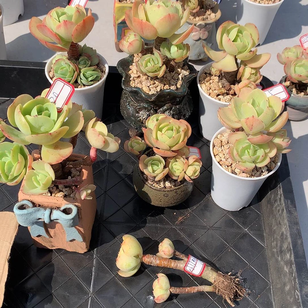 鸡蛋碧桃多肉，7颗