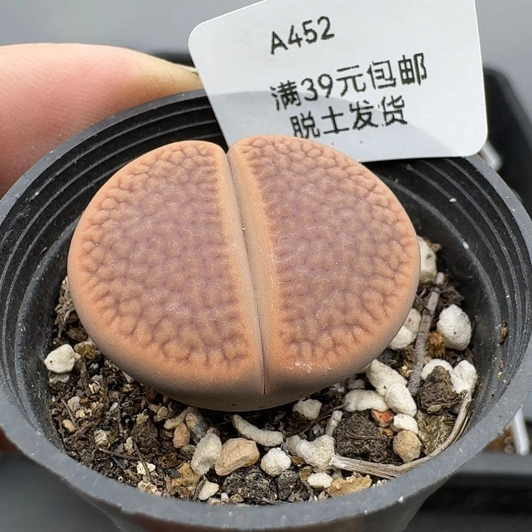 452多肉哈哈哈哈哈哈