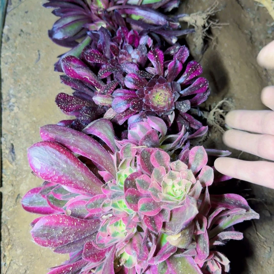 女郎加祝融加紫霞满20包邮