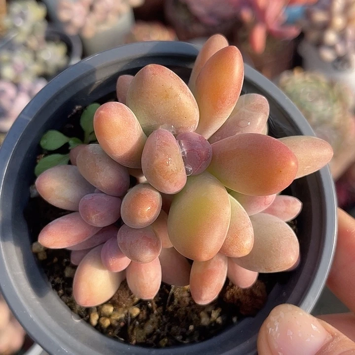 芒果奶 脱土发货 9口盆