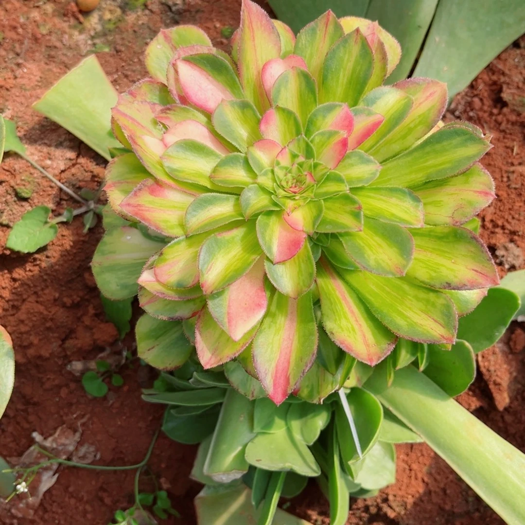 Y****S知否多肉寄养3月发货