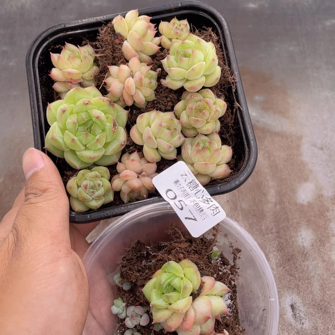 云糖心多肉植物57