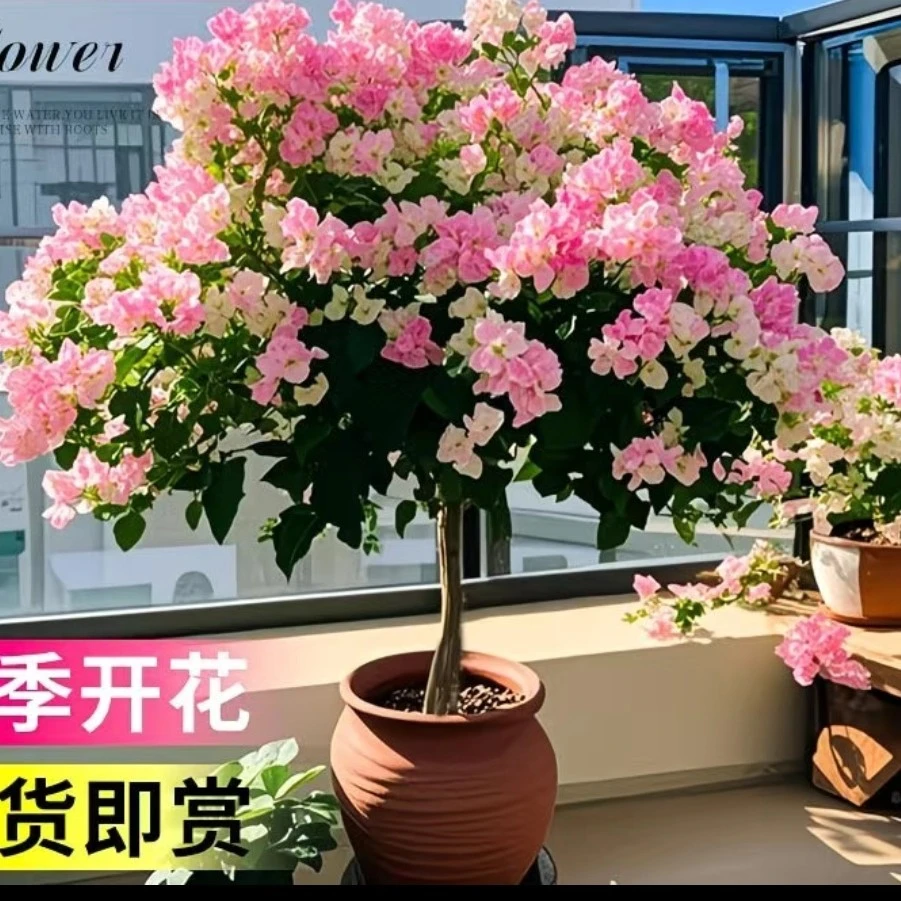 三角梅树苗老桩盆栽四季开花耐寒耐热好养活室内外花卉绿植
