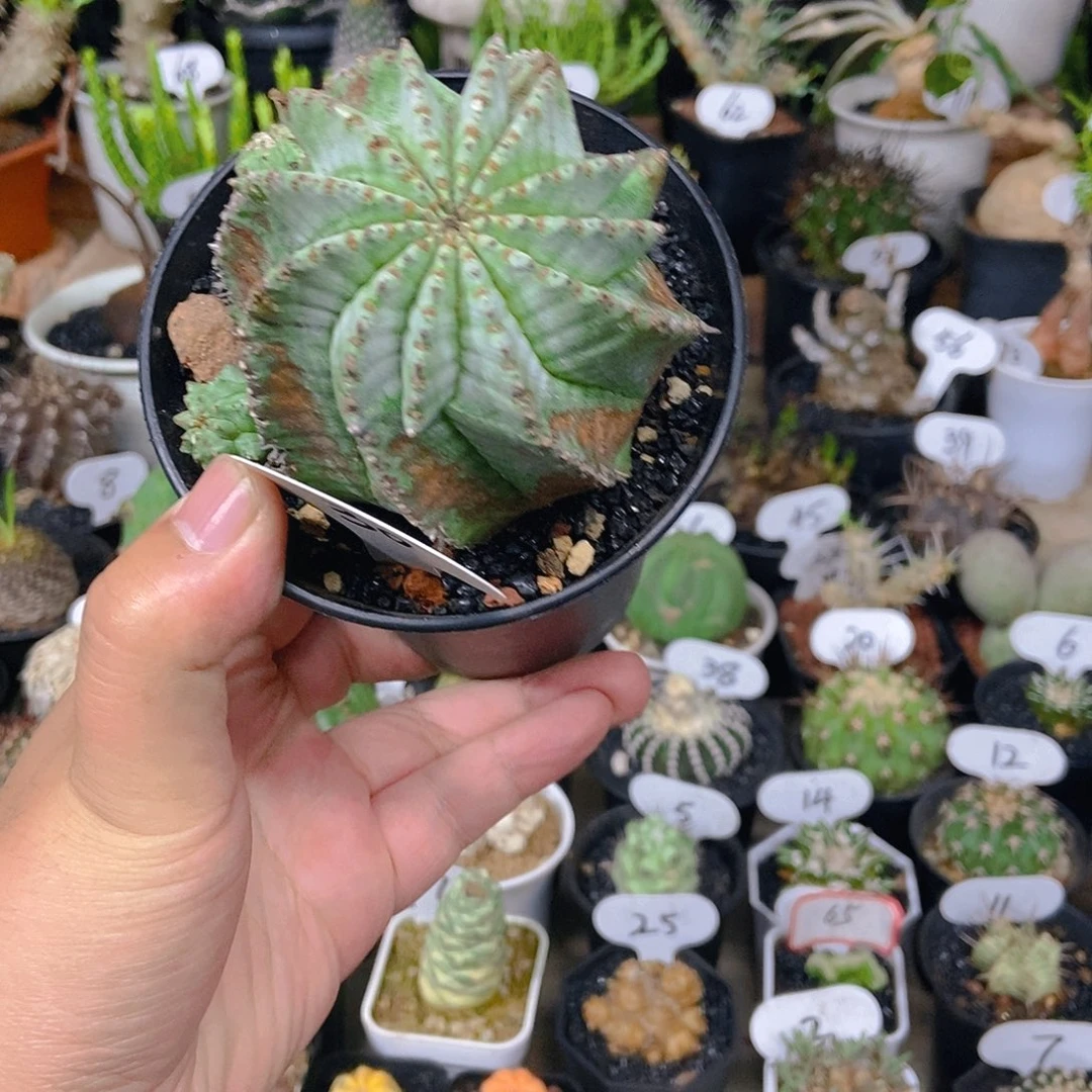 无刺款白衣魁伟玉