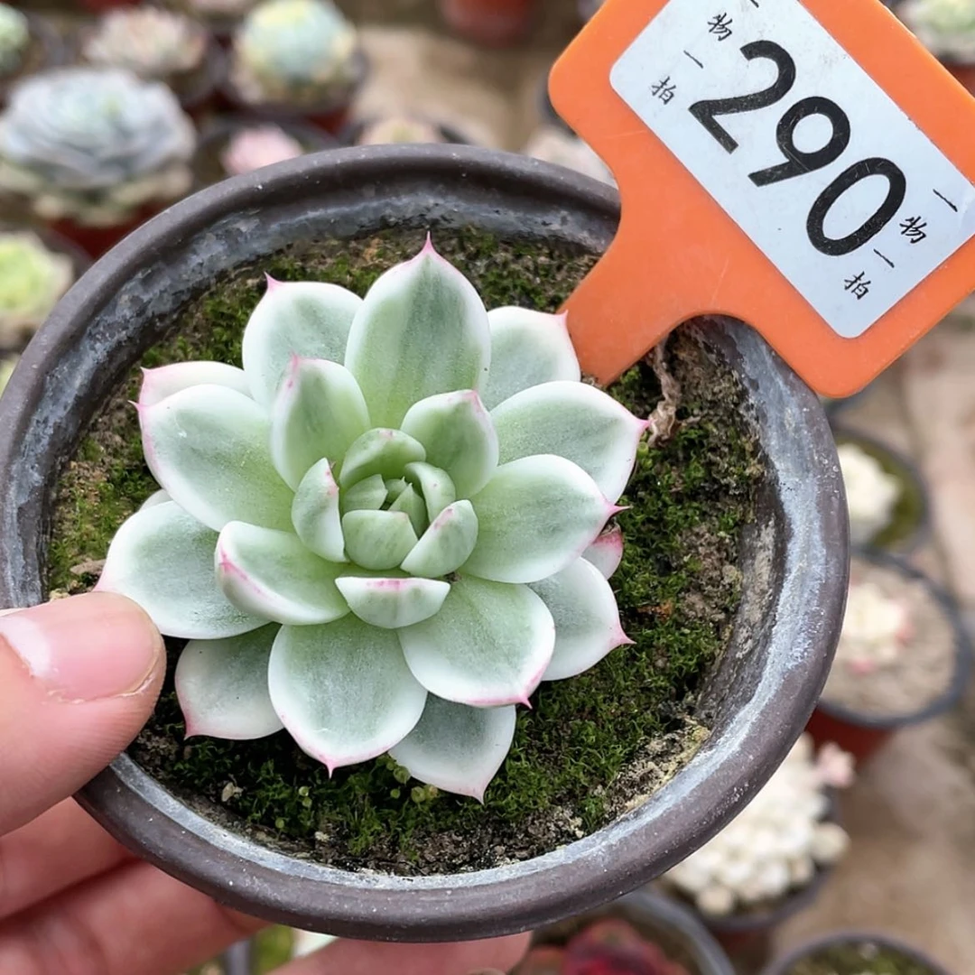 【闪购商品】290号