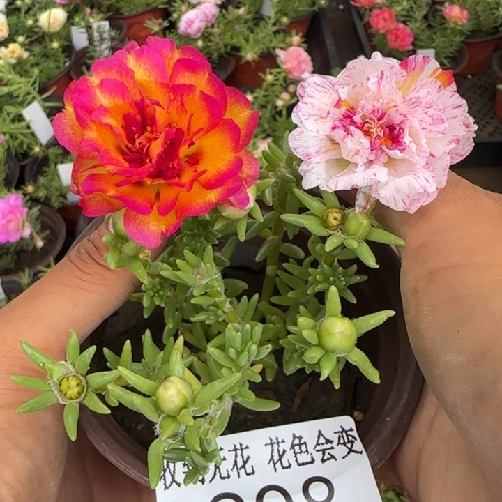 无花朵298超小苗盆口10cm