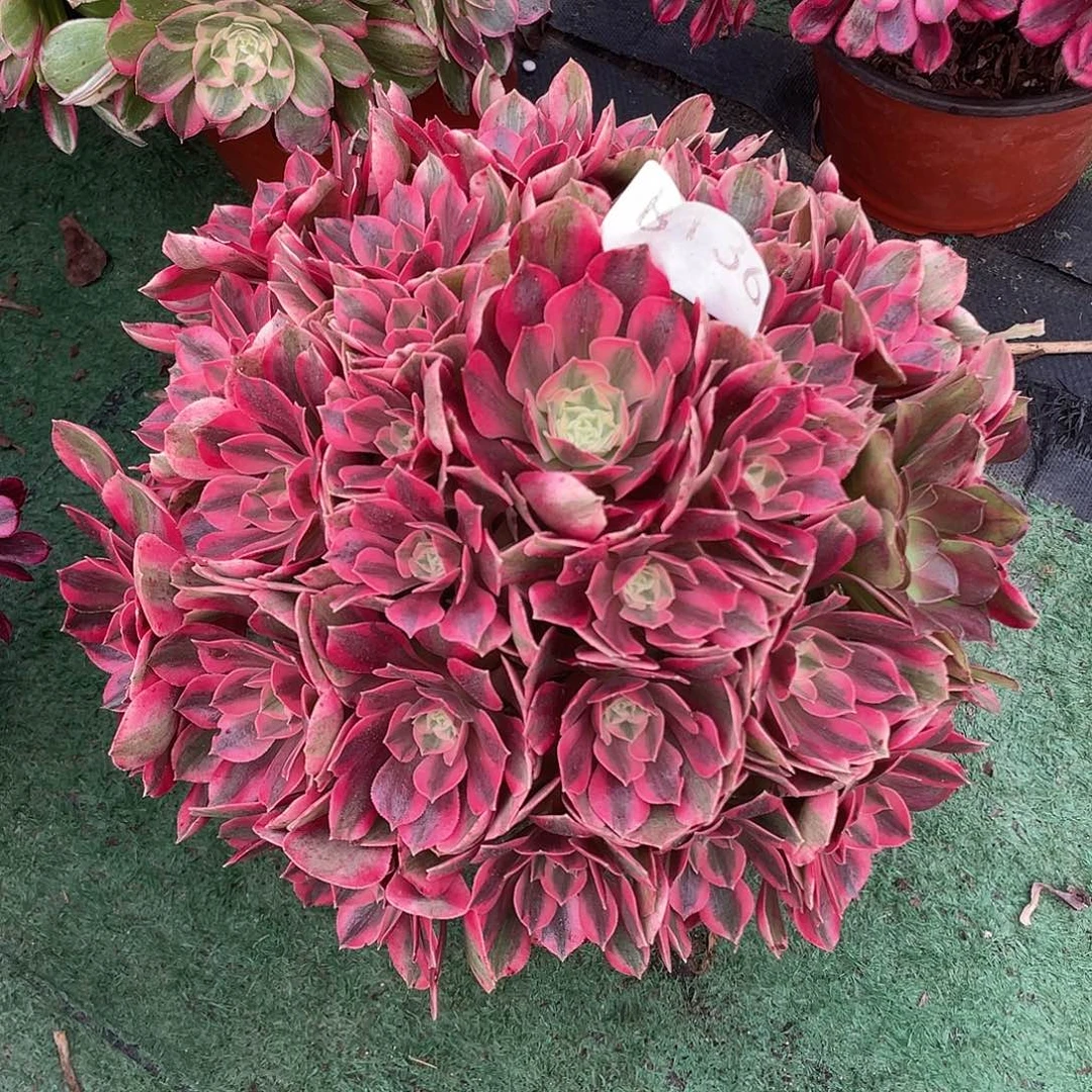 136.红粉佳人多肉植物